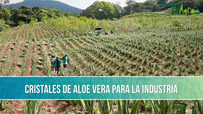 Guía de Compra de Productos Orgánicos en Ávila