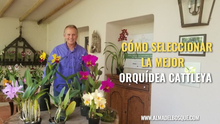 Gu&iacute;a para Encontrar Tiendas de Jardiner&iacute;a en Piedrah&iacute;ta