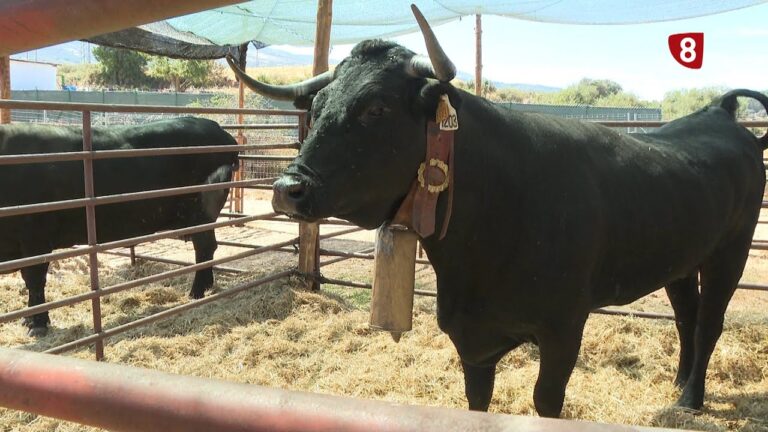 Mercados Artesanales en Piedrah&iacute;ta: Descubre lo Mejor